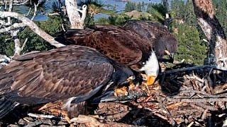 Shadow brings big fish  and start feeding | Big Bear Bald Eagle | May 31, 2025