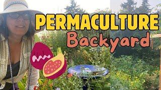 Permaculture Backyard August 2024