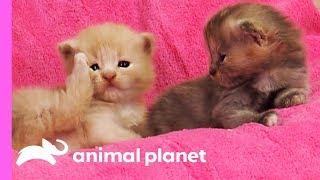 Curious Calico Kittens Explore Their Dog Grooming Salon | Too Cute!