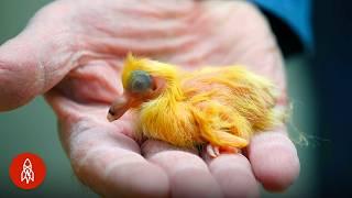 Why This Pigeon Could Be Worth Millions