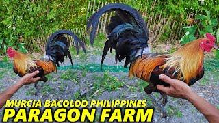 Bacolod Beautiful Birds Paragon Farm - Big Farm In The Philippines Farm Visit