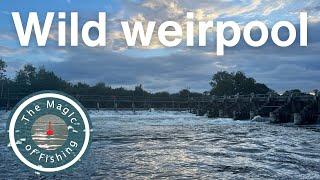 Fishing below a wild weir pool on the River Thames