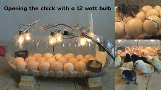 Opening a chicken in a home-made incubator is easy | من السهل فتح دجاج في حاضنة منزلية الصنع