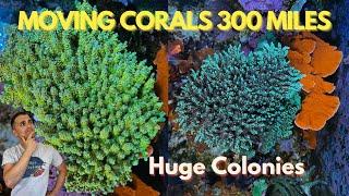 Transporting a Giant Walt Disney Coral Colony 300 Miles