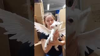 real unicorn baby born in usa #universe #unique #shots #mystery #viralvideo
