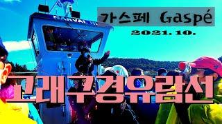 [캐나다여행] 가스페 -고래구경유람선WHALE WATCHING CRUISE #캐나다여행#가스페#고래구경유람선#whale_watching_cruise#캐나다맘#오즈투어#포리용국립공원