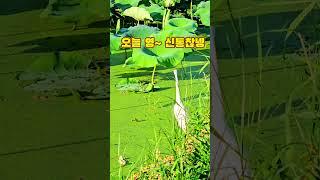 백로의 낚시 시범, 소득 없음에 유의  #시흥시 관곡지  #시흥시 관곡지 연꽃테마파크#Lotus Theme Park in Gwangukji, Siheung-si