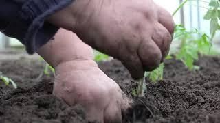 Tradite Organomineral Fertilizer - HEKTAŞ