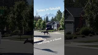 Today in Tehaleh ️ - It’s Like Living in a Forest!  Schedule Your Tour Today with Dave #tehaleh