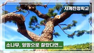 소나무, 엉망으로 잘랐다면... #96사계전정학교