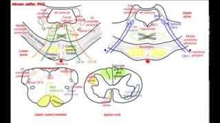 Pons, simplified sections of internal structure