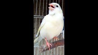 Russian Singer Canary song
