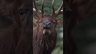 Bull elk bugling close by