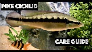 Pike Cichlid - Care Guide