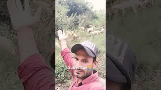 Naveed vlogs valley