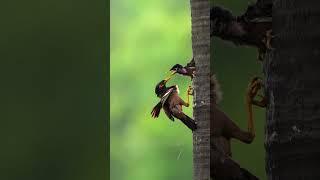 A Mother's Love in the Wind and Rain #myna#motherlove#nature#wildlifephotography#sonyindia