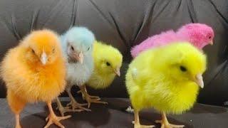 Cute Wonderful Color Chicks | Nice Colored Chicks | Razi Ali Vlogs