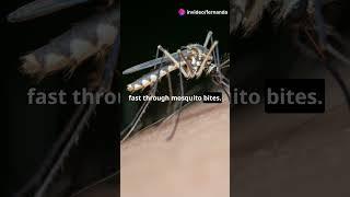 3 Things You Must Know About Yellow Fever #facts