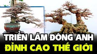 Toàn bộ triển lãm cây cảnh nghệ thuật huyện Đông Anh mở rộng năm 2022 - Đỉnh cao của thế giới