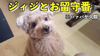 母が入院。ジィジと兄妹犬でお留守番する事になりました【トイプードル】