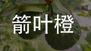 箭叶橙：探索这种独特水果的美味与营养