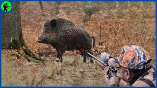 How Do Brave Hunters Protect Spain’s Beaches From The Wild Boar Invasion  Farming Documentary