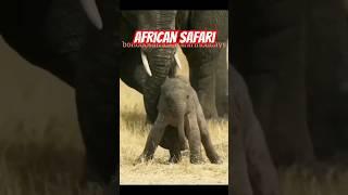 African Safri | Elephant Calf #viral #wildanimals #youtubeshorts #youtube #shorts #short