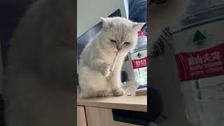 Paw-some Heist: Cat Takes the Cigarette! #cat #funny #shortvideo #shorts #short