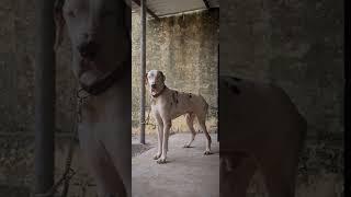 #dogs #sale #greatdane #dindigul #pets 8012445995 Heavy size Extraordinary European type Harely male