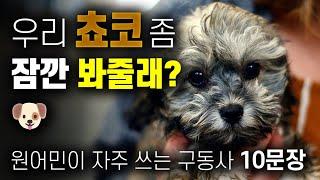 생활 영어 10문장 look after/ show up 원어민들이 정말 많이 사용하는 필수 구동사 /내가 없는 동안 우리 개 좀 돌봐줄 수 있어? 영어로 문장 만들어보세요