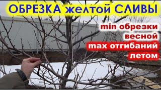 ОБРЕЗКА желтой СЛИВЫ. Весной минимум обрезки, если летом максимум внимания.