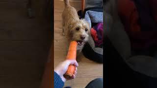 Poogle Puppies - Luna & Scully sharing a massive carrot! Dog Life - Miniature Poodle x Beagle