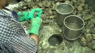 Shucking Oysters - J&W Seafood of Va, Inc.