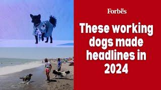 These working dogs made headlines in 2024