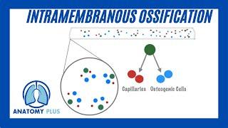 Intramembranous Ossification