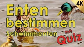 Schwimmenten bestimmen - Jägerprüfung & Jagdschein (Enten - Federwild IV)