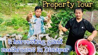 Property tour & Harvesting Giant MUSHROOMS || #dimapur