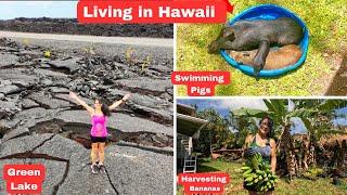 Pahoa Hawaii | Banana Harvest | Swimming Pigs | Lava Field | Green Lake