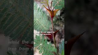 The Ant and the Acacia Tree: A Multifaceted Symbiotic Alliance