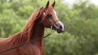 Arabian horse from Brazil: Outstanding chestnut stallion Ragnar Rach