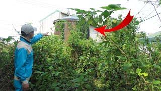 Horrifying Unrevealed Mystery: Scary Things Hidden Under the Weeds | Clean Up Free