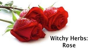 Witchy Herbs: Rose