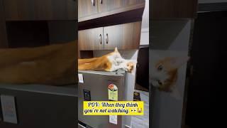 POV: When they think you’re not watching. #cat #pets #catlover #petslover #funny #funnyvideo