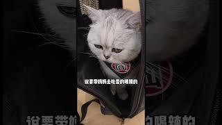 我真是遇貓不淑，遇見你這隻不讓摸的 #萌寵 #傻貓的日常 #cat #pets #shorts