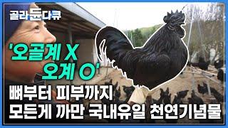 혈통을 지켜야해서 분양도 금지! 그토록 사육이 어렵다는 천연기념물 ‘연산오계’의 종을 보존하는 여자 | #골라듄다큐