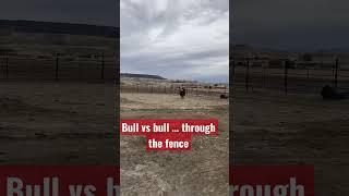 Bull vs bull #shorts #viral #farmlife #cows #minicows #funnycowvideo #trending #subscribe #farming