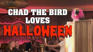 Chad the Bird Loves Halloween [FULL] 10/26/24