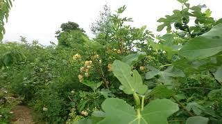 From Bare Field to Wild Abundance in Less Than 7 Years! Permaculture Nordic Food Forest