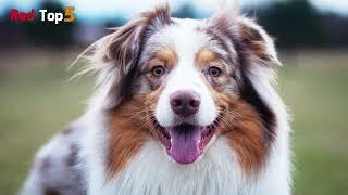 5 mostbeautiful dogs breeds in the world
