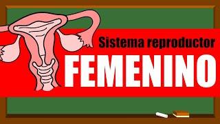 SISTEMA REPRODUCTOR FEMENINO ‍ Órganos internos